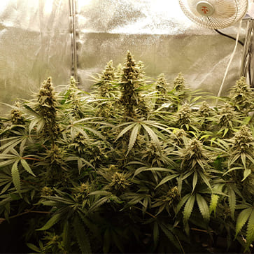 Насіння коноплі Auto Amnesia Lemon Feminised Silver - 500 шт